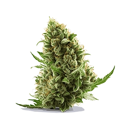 Fleurs de CBD de haute qualité, cultivées en intérieur, riches en CBD et aux arômes naturels